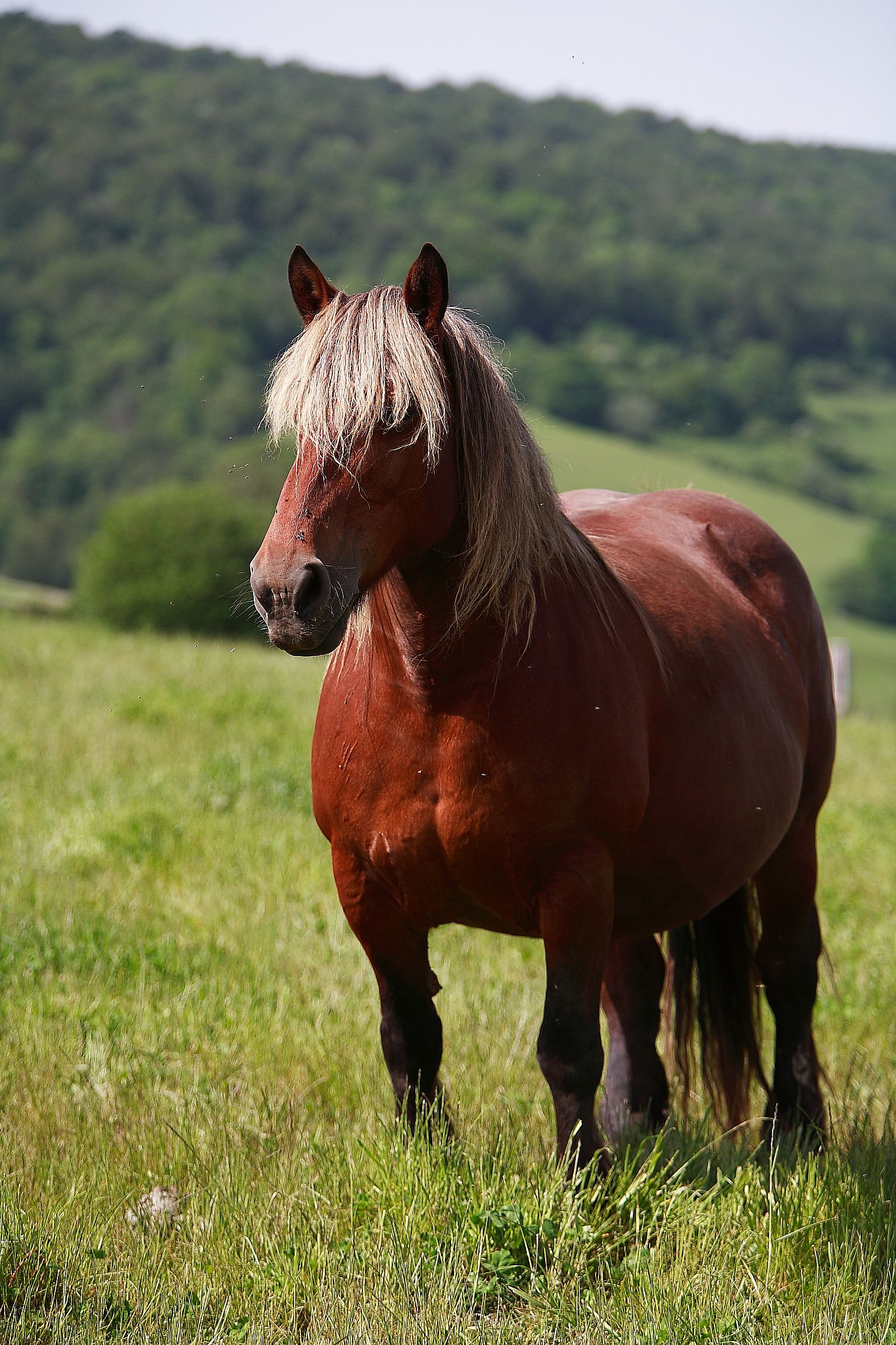 Raza equino caballar BURGUETE